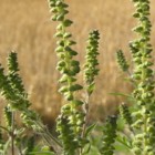 Botanički udar – Ambrozije uzvraća udarac